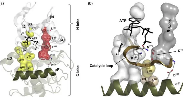 Figure 18 : Les colonnes hydrophobes et l’hélice αF définissent l’architecture interne des protéines kinase