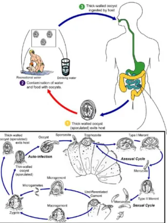 Figure 1. Cryptosporidium spp life cycle (Centers for Disease Control and Prevention) 