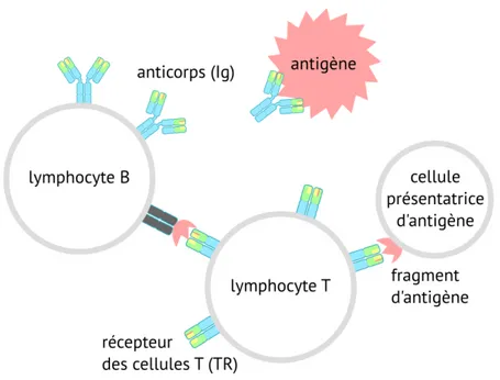 Figure 2.1 – Les lymphocytes T et B coopèrent pour réaliser l’immunité adaptative. Les lymphocytes T produisent des récepteurs d’antigène (TR) reconnaissant un fragment d’antigène présenté par d’autres cellules