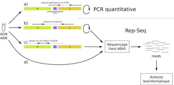 Figure 2.9 – Stratégies pour le Rep-Seq (b, c et d). Aujourd’hui, l’approche principale pour étudier le répertoire immunologique est d’utiliser des amorces de PCR.
