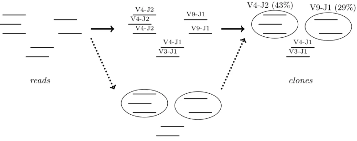 Figure 3.2 – Actuellement, la plupart des méthodes bioinformatiques Rep-Seq ont pour but d’identifier et de quantifier le répertoire V(D)J en regroupant les reads en clones