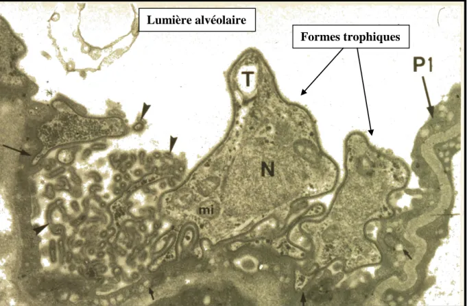 Figure 6. Attachement de Pneumocystis murina aux pneumocytes de type I. Présence  de  nombreux  filopodes  permettant  un  contact  intime  entre  les  parasites  et  les  cellules  hôtes