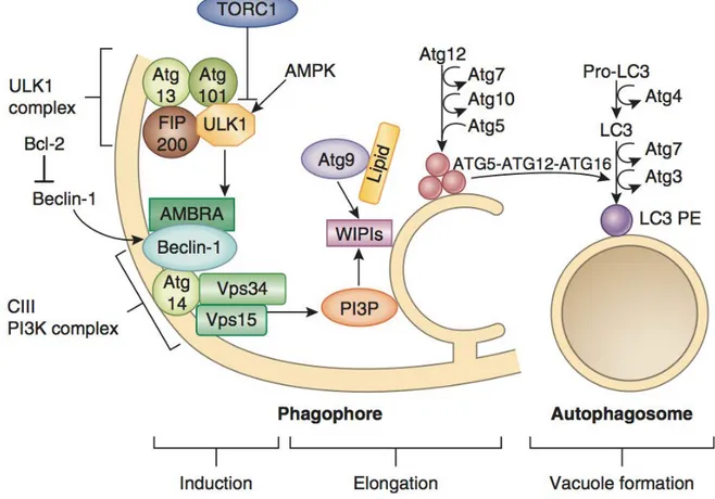 Figure	
   13	
  :	
   Formation	
   de	
   l’autophagosome	
  :	
   Les	
   complexes	
   ULK	
   et	
   PI3KIII	
   initient	
   la	
   formation	
   du	
   phagophore.	
  