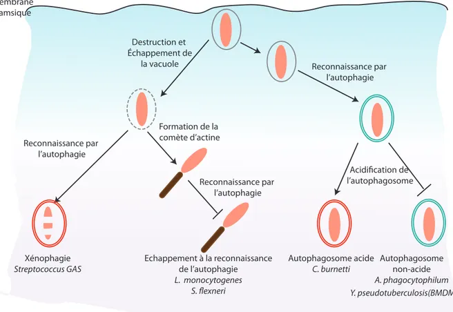 Figure	
   16	
  :	
   Les	
   différents	
   mécanismes	
   d’échappement	
   des	
   bactéries	
   à	
   la	
   xénophagie.	
   Après	
   échappement	
   de	
  