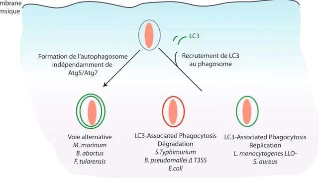 Figure	
   17	
  :	
   Exploitation	
   des	
   voies	
   alternatives	
   de	
   l’autophagie	
   par	
   les	
   bactéries.	
  F.	
  tularensis,	
  B.	
  abortus	
  et	
  M.	
  