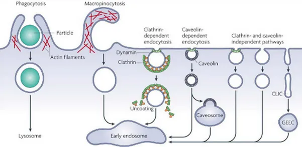 Figure	
   18:	
   Les	
   différentes	
   voies	
   d'internalisation	
   utilisées	
   par	
   une	
   cellule	
   eucaryote.	
   Les	
   voies	
   d’endocytose	
  
