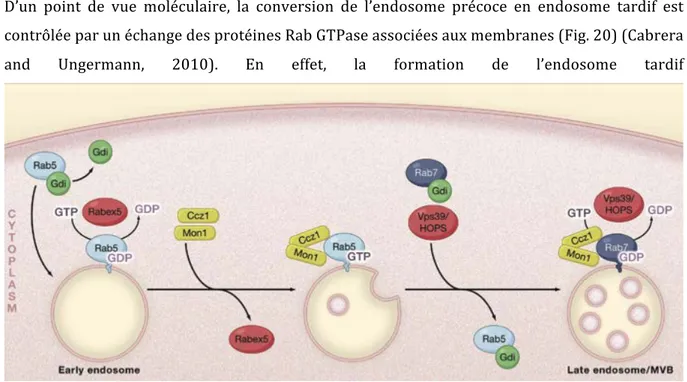 Figure	
   20	
  :	
   Maturation	
   de	
   l’endosome	
   précoce	
   en	
   endosome	
   tardif.	
   La	
   conversion	
   de	
   la	
   forme	
   inactive	
   vers	
   la	
  