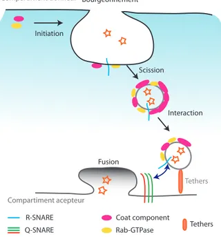 Figure	
  22	
  :	
  Bourgeonnement	
  et	
  fusion	
  d’une	
  vacuole	
  de	
  transport.	
  L’assemblage	
  du	
  manteau	
  est	
  initié	
  au	
  niveau	
  