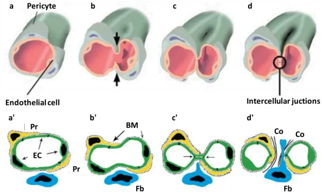 Figure  1  :  Représentation  schématique  du  processus  d’angiogenèse  par  intussusception  (IA)