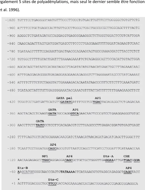 Figure 6:  Séquence  du  promoteur  du  gène  d’endocan  humain.  Seulement  1200  pb  parmi 
