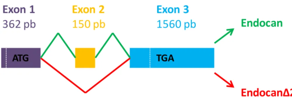 Figure 7  :  Représentation  des  ADNc  rétro-transcrits  des  ARNm  d’endocan  et  d’endocanΔ2, 