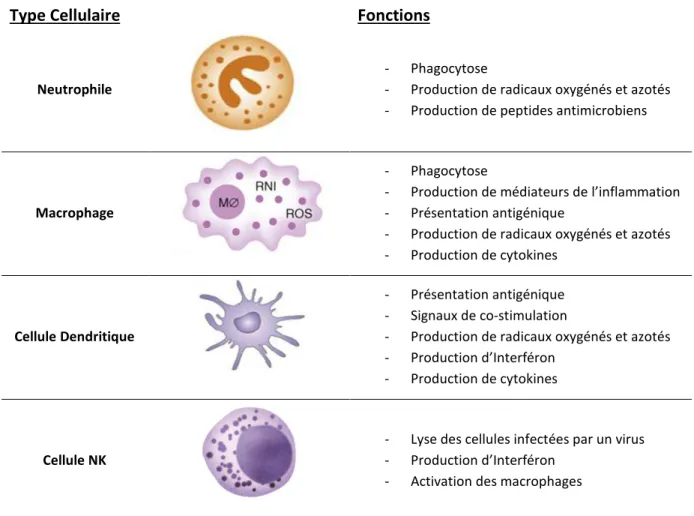 Table 2 : Principales cellules de l’immunité innée et leurs fonctions (Adapté de Kindt et al., 2008)