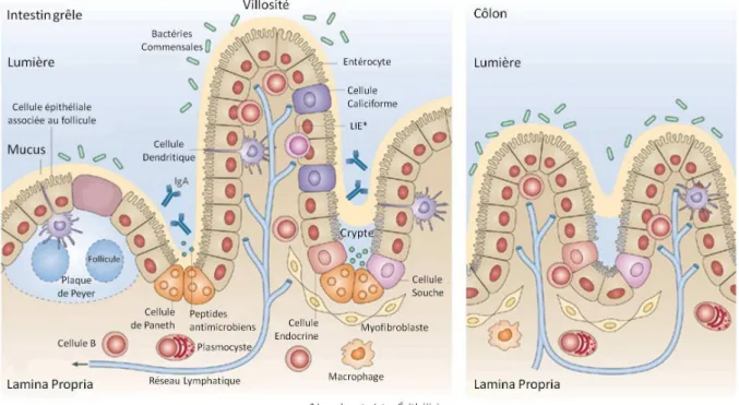 Figure 6 : Anatomie de la muqueuse intestinale. 