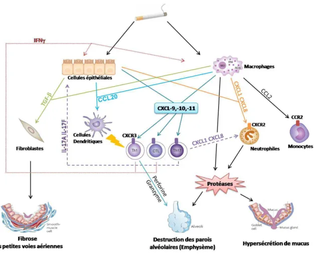 Figure 8 : Physiopathologie de la BPCO. 