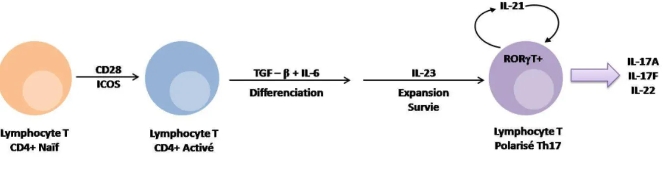 Figure 9 : La polarisation Th17 