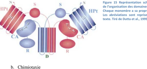 Figure  15  Représentation  schématique  de l’organisation des domaines de CheA.  Chaque  monomère  a  sa  propre  couleur