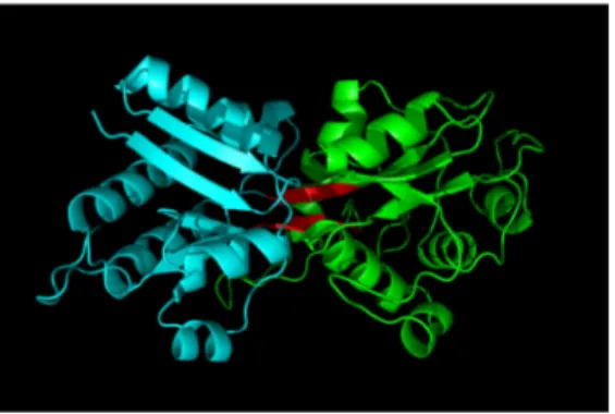 Figure 31 Représentation du domaine VFT de la  protéine  périplasmique  de  liaison  FhuD  d’E
