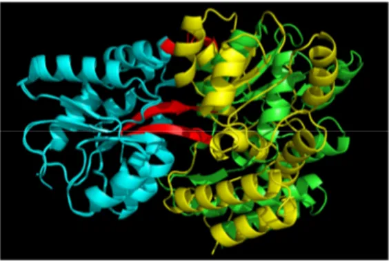 Figure  32 :  Alignement  entre  les  formes  ouverte  (lobe 2 en vert, code PDB 1OMP) et fermée (lobe  2  en  jaune,  code  PDB  1ANF)  de  la  protéine  de  liaison  au  maltose