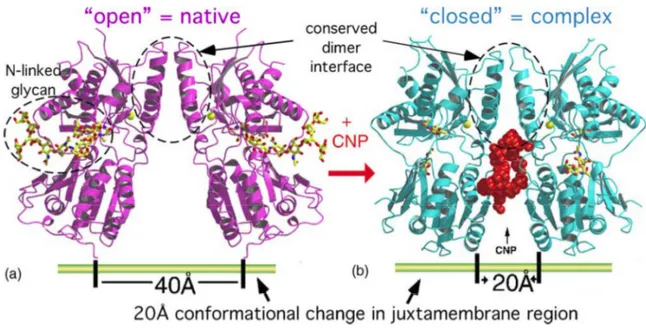Figure 42 Structure du NPR-C lié (b, code PDB : 1YKO) ou non lié (a) au peptide natriurétique atrial (CNP)