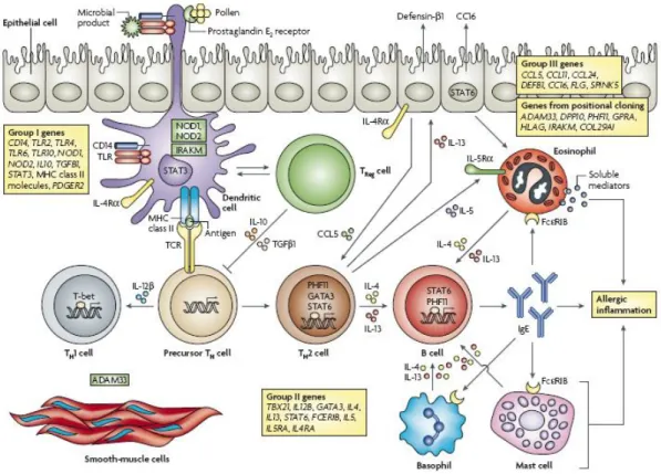 Figure 2: Gènes de susceptibilité de l’asthme. D’après Vercelli D, 2008. 