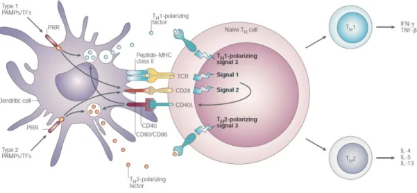 Figure 8 : Interaction entre les cellules dendritiques et le lymphocyte T. le schéma reprend 