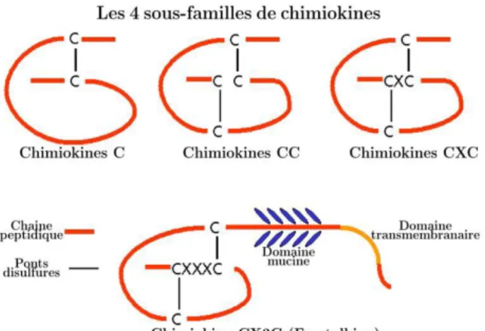 Figure 10 : Les quatre sous familles de chimiokines classées selon leur structure (Townson et 