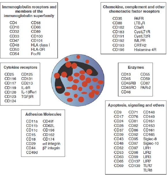 Figure  12:  les  différents  récepteurs  exprimés  par  les  éosinophiles.  D’après  Hogan  et  al, 