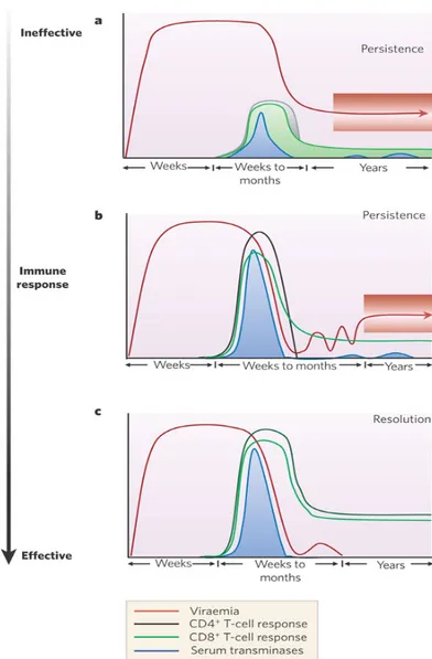 Figure	   3	  :	   Représentation	   schématique	   de	   la	   réponse	   immunitaire	   cellulaire	   au	  cours	  de	  l'infection	  aiguë	  par	  HCV.	  