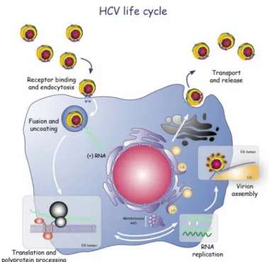 Figure	  9	  :	  Cycle	  infectieux	  de	  HCV.	  