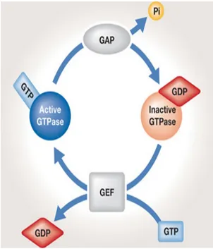Figure	
  17	
  :	
  Schéma	
  du	
  cycle	
   d'activation	
  /	
  inactivation	
  des	
   petites	
  protéines	
  G	
  
