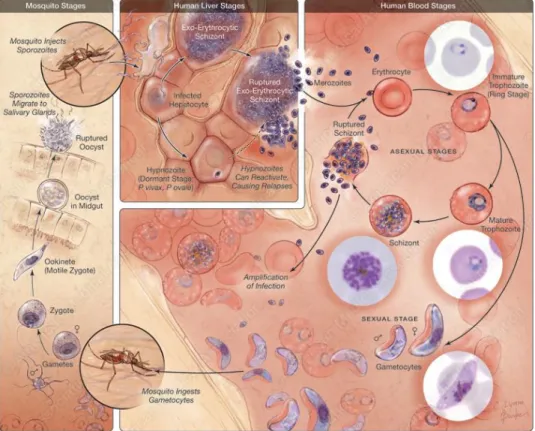 Figure 2 : Cycle de vie de Plasmodium (d’après (Griffith, 2007)).  Le parasite effectue la phase sexuée de  son  cycle  chez  le  moustique  et  migrera  dans  les  glandes  salivaires  de  l’insecte  (cadre  de  gauche)