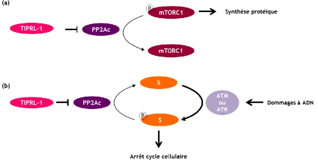 Figure  16  :  Schématisation  du  rôle  de  TIPRL  dans  la  synthèse  protéique  et  la  réponse  aux  dommages  à  l'ADN