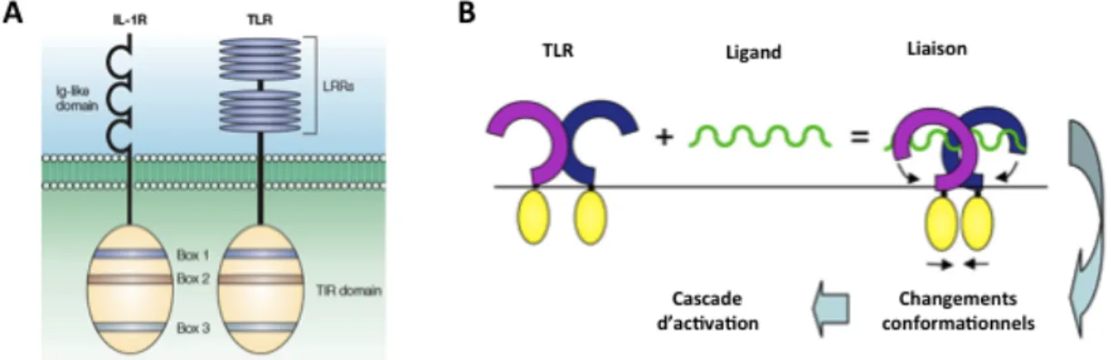 Figure 2 : Organisation structurale des récepteurs TLR et analogie avec le récepteur à l'IL-1 