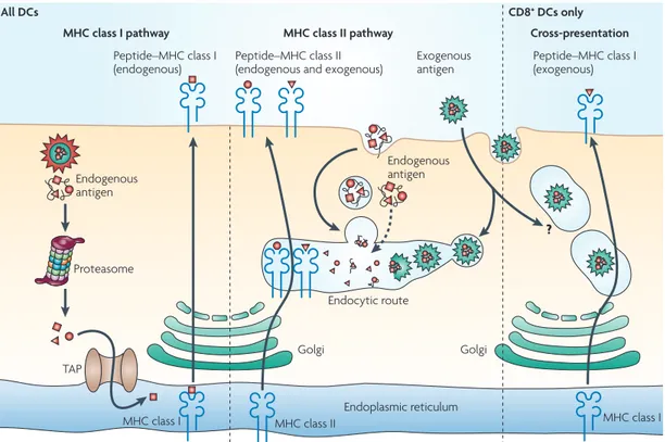 Figure 10 : Apprêtement et présentation des antigènes par les molécules de MHC 