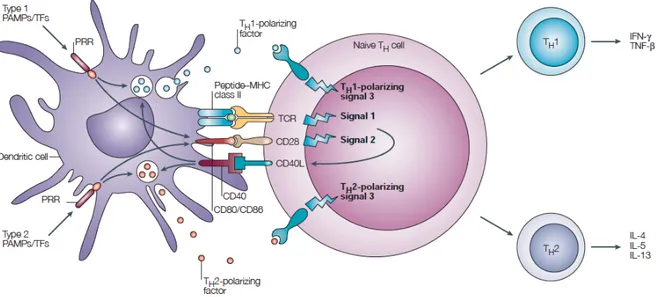 Figure 11 : Modèle des 3 signaux pour la différenciation des lymphocytes CD4 auxiliaires 