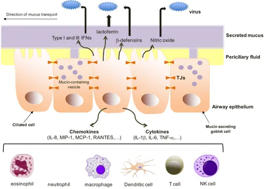 Figure 14 : Mécanismes de défense innée constitutive et inductible dans l’épithélium pulmonaire 