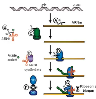 Fig.  9.  La  toxine  CcdB  inhibe  la  réplication  en  bloquant  l’ADN gyrase (adapté de Buts et al., 2005).