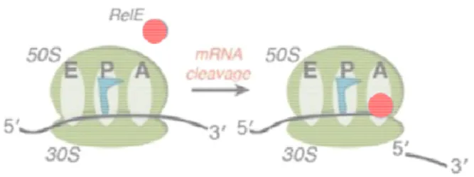 Fig.  12.  L’ARNase  RelE  s’insère  dans  le  site  A  du  ribosome pour cliver les ARNm en cours de traduction  (adapté de Griffin et al., 2013).