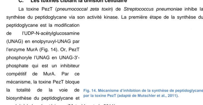 Fig. 14. Mécanisme d’inhibition de la synthèse de peptidoglycane  par la toxine PezT (adapté de Mutschler et al., 2011).