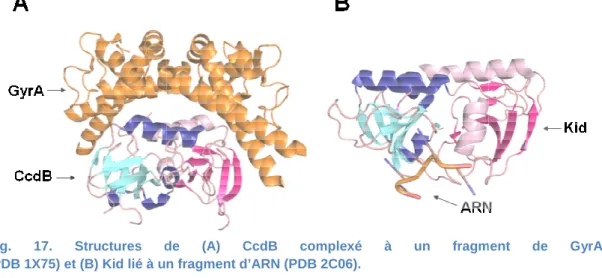 Fig.  16.  Structures  des  toxines  de  la  famille  MazF