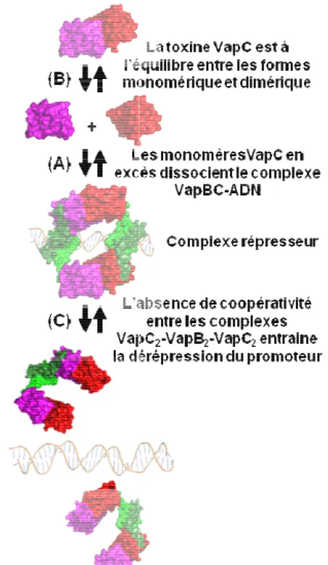 Fig.  33.  Modèle  de  déstabilisation  du  complexe  répresseur  VapC