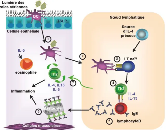 Figure 3 : Phase de sensibilisation à l’allergène dans les voies respiratoires. Tiré de Galli et al 