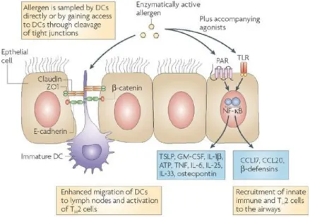 Figure 4 : Interaction entre les cellules épithéliales, les DCs et les allergènes à l’interface de 