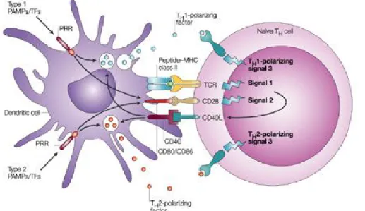 Figure 6 : Interaction entre la cellule dendritique et le lymphocyte T. Le schéma 