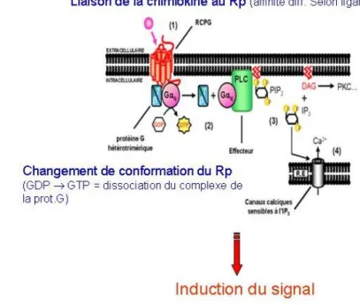 Figure 13 : Activation d’un GPCR et l’induction du relargage de calcium. 