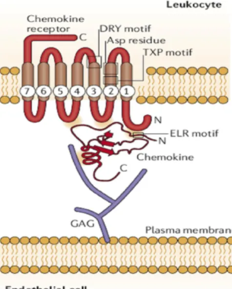 Figure 14 : Interaction GAG/chimiokine/GPCR. 