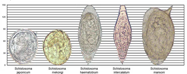 Figure 3:  Morphologie d’œuf de différentes espèces de schistosomes. De gauche à droite: œufs 