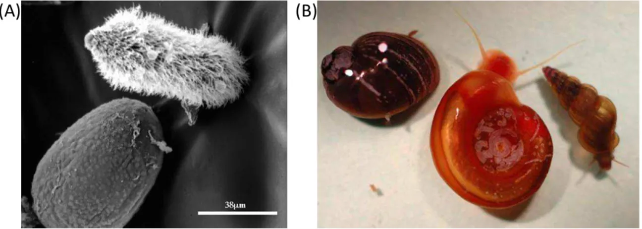 Figure  4:  Le  miracidium:  larve infestante de l’hôte intermédiaire. (A) Image d’un miracidium vu 