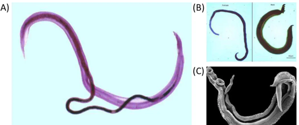 Figure 5: Couples de vers adultes de S. mansoni. (A) Image colorée  d’un couple de schistosomes 