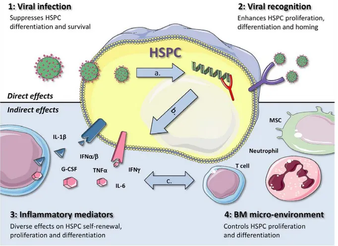 Figure 7: Les  quatre mécanismes par lesquels les infections virales peuvent influencer la fonction  des HSPC .
